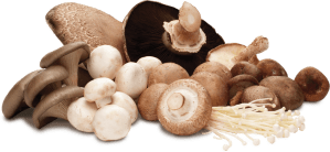 mushroom-group