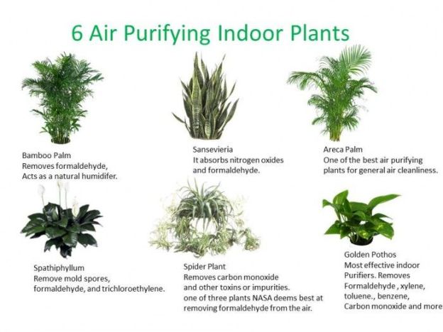 6airpurifihouseplants