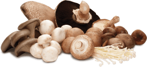 mushroom-group